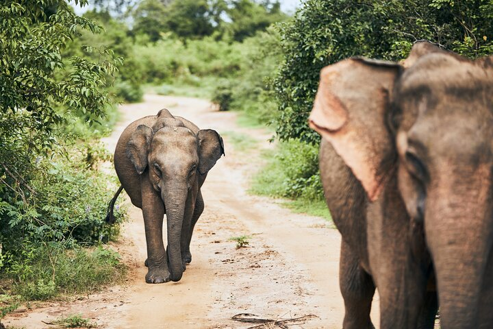 Pick up Hambantota: Udawalawe National Park Adventure - Photo 1 of 5